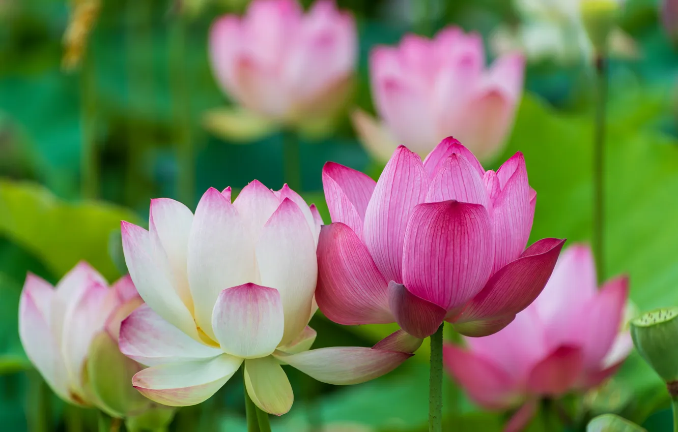 Photo wallpaper white, leaves, flowers, Lotus, pink, Duo, bokeh