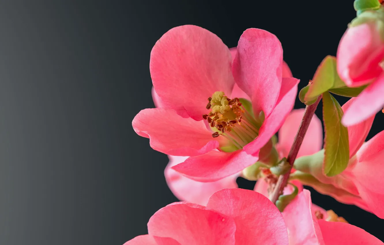 Photo wallpaper flowers, pink, shrub