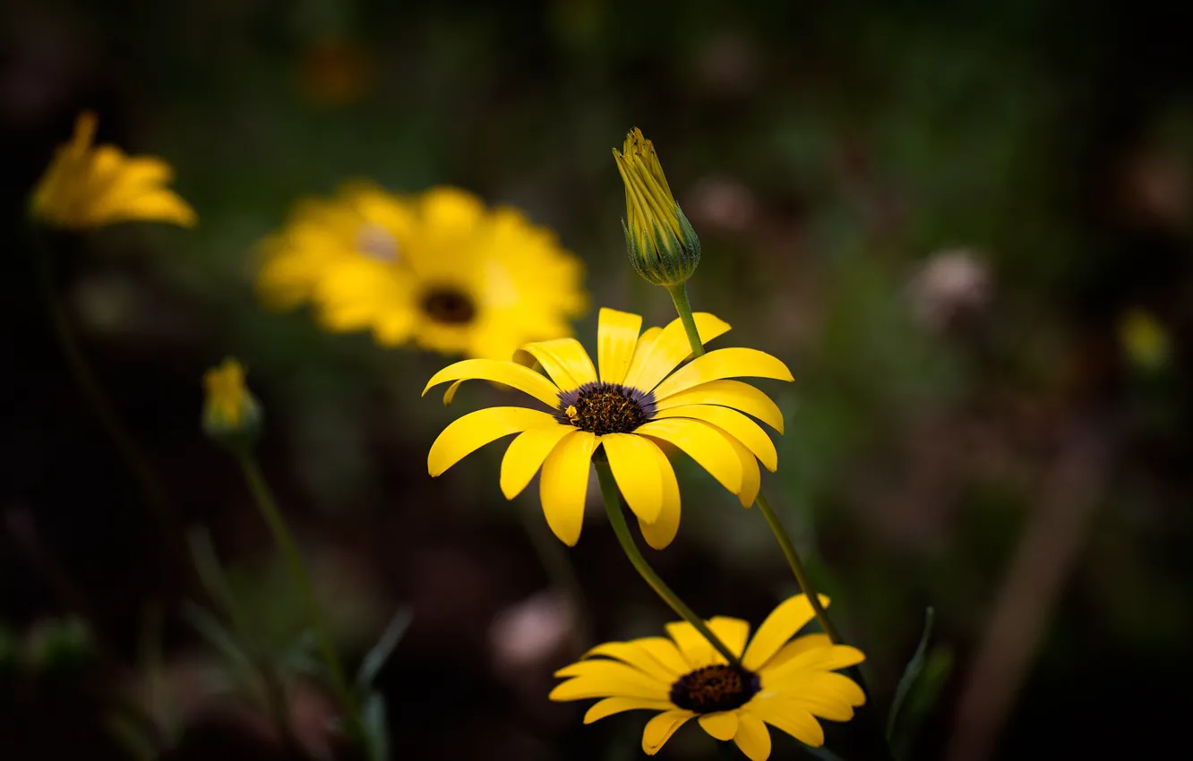 Photo wallpaper flowers, yellow, the dark background, Osteospermum
