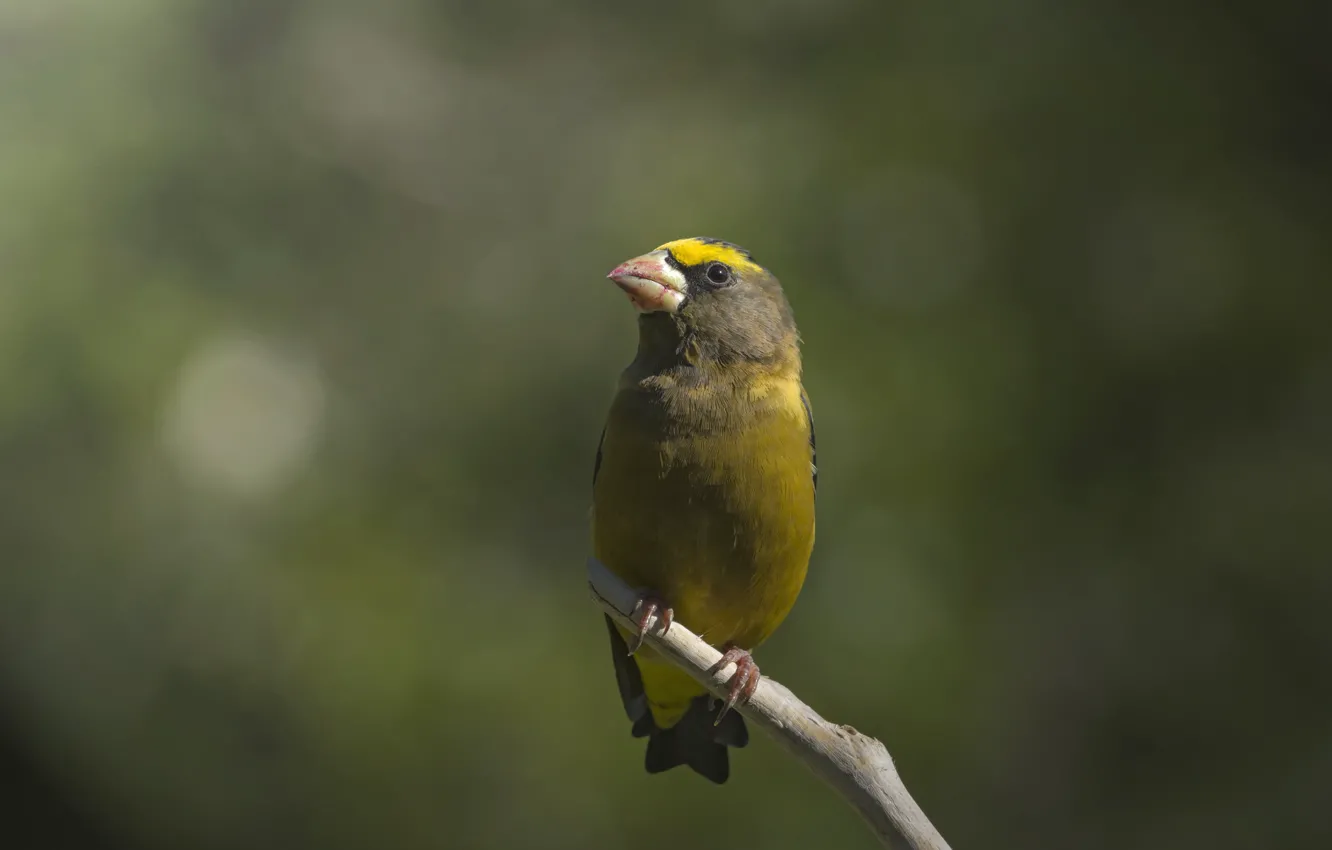 Photo wallpaper bird, branch, bokeh