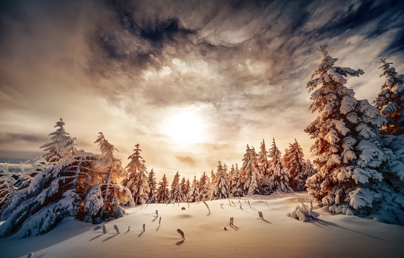 Photo wallpaper winter, forest, the sky, the sun, clouds, light, snow, sunset