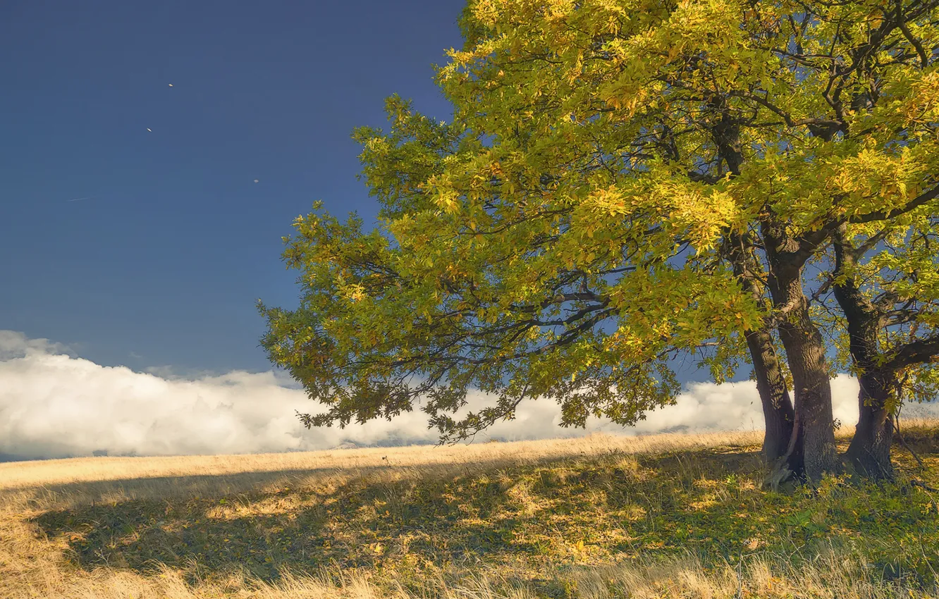 Photo wallpaper autumn, the sky, leaves, clouds, trees, nature, the wind, sky