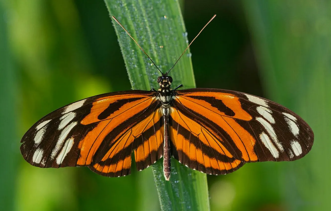 Photo wallpaper leaves, microsemi, butterfly, wings, insect, beautiful, closeup