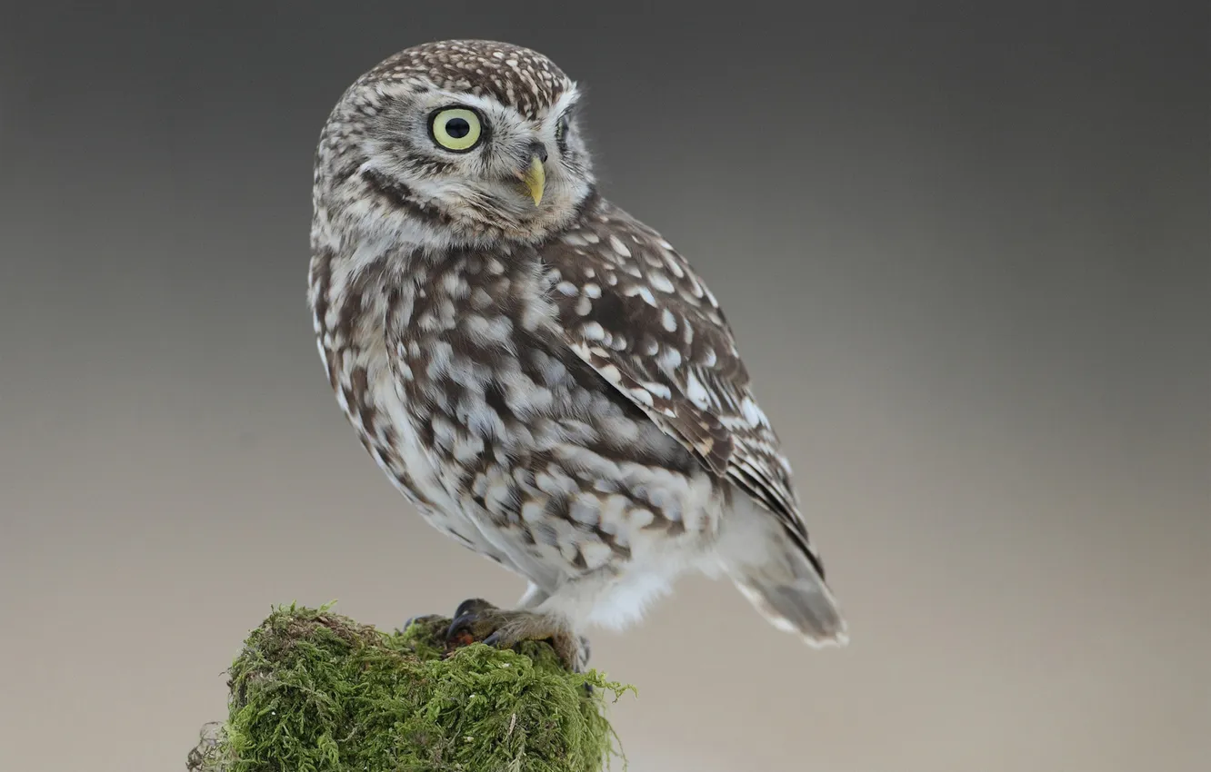 Photo wallpaper owl, bird, moss, stump, tail