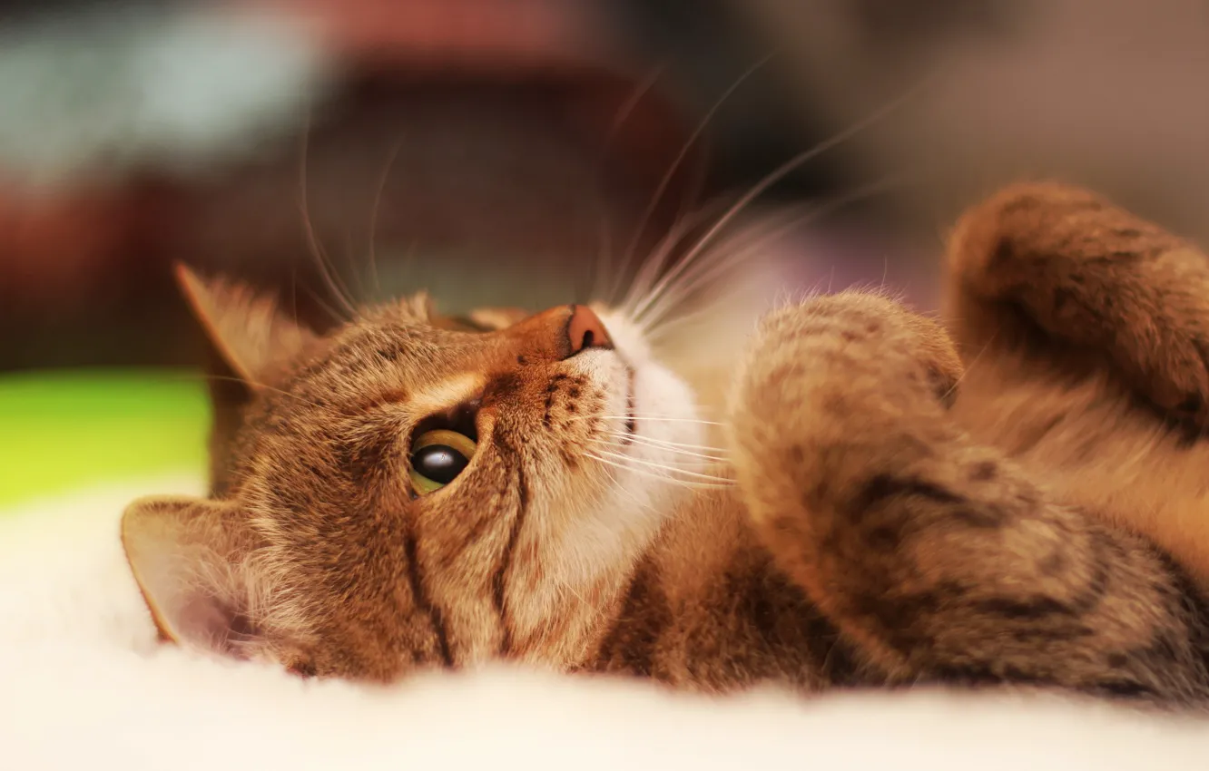 Photo wallpaper eyes, Cat, animal, cute, paws, ears, muzzle, whiskers