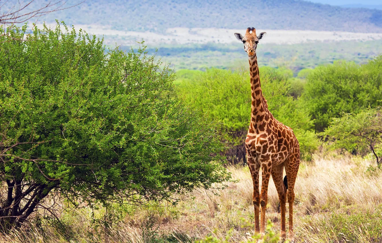 Photo wallpaper grass, nature, giraffe, Savannah, the bushes, savanna, Giraffe, Kenya