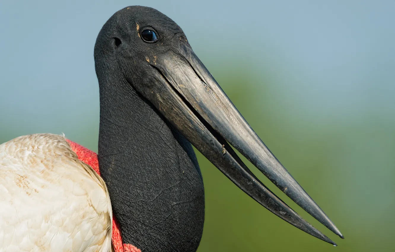 Photo wallpaper nature, background, bird, Jabiru Stork Closeup