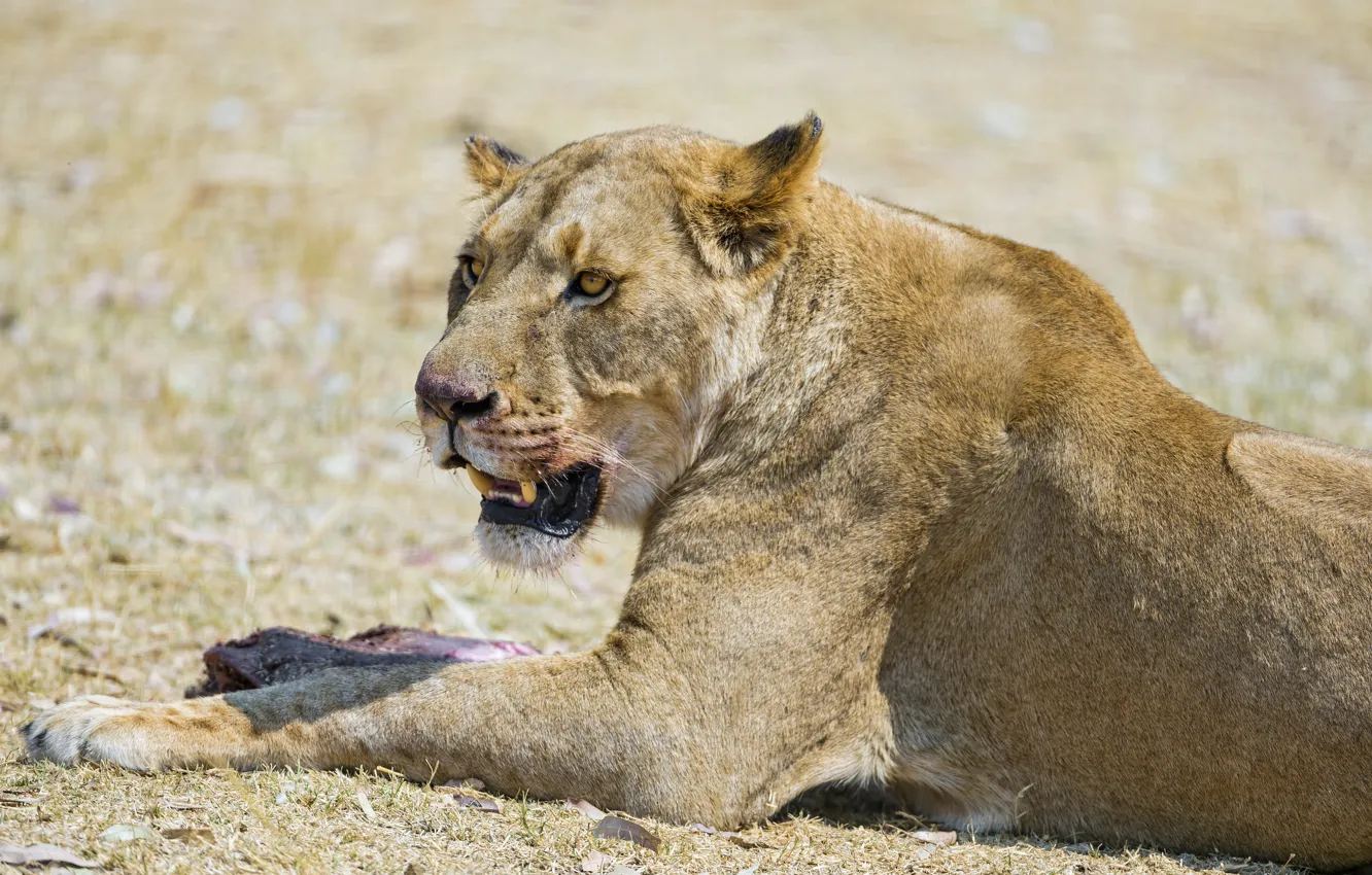 Photo wallpaper cat, stay, lioness, ©Tambako The Jaguar
