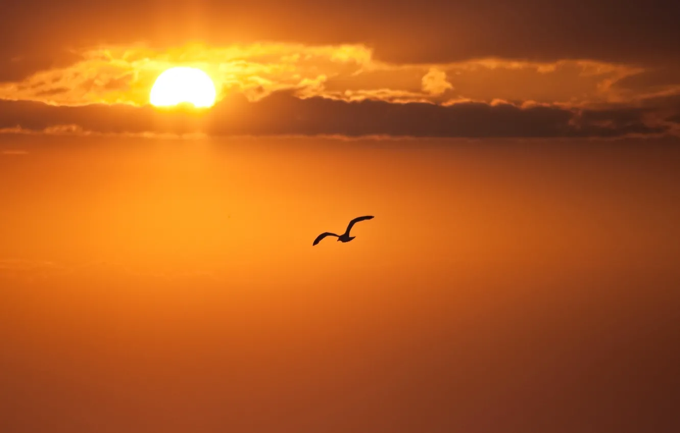 Photo wallpaper the sun, clouds, sunset, bird, silhouette