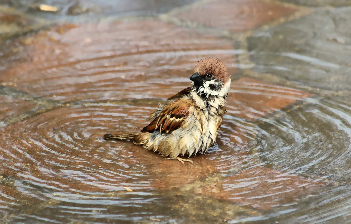 Photo wallpaper water, wet, bird, puddle, bathing, Sparrow