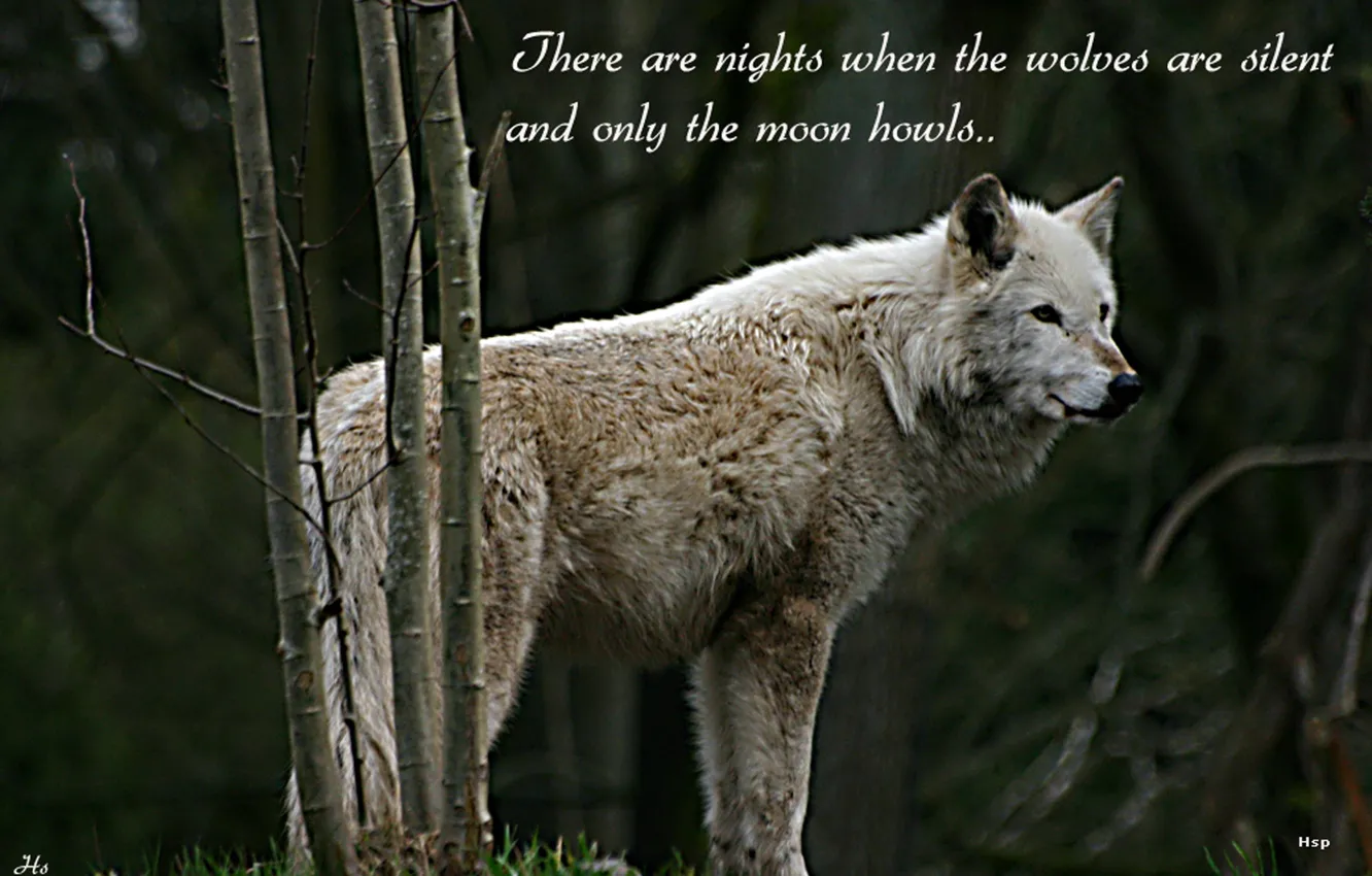 Photo wallpaper Predator, nature, animal, wolf, wildlife, portrait, quote, wolf wisdom