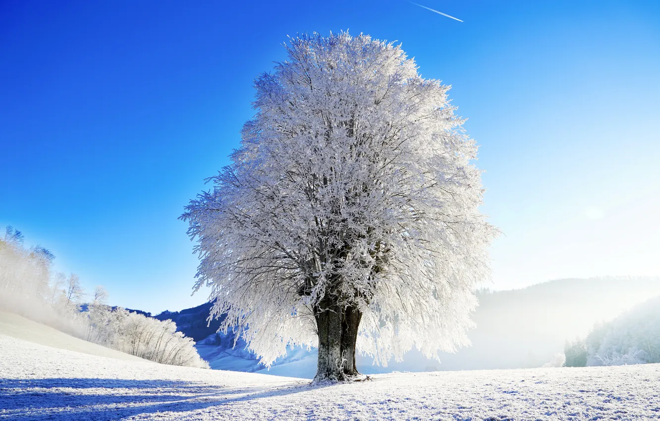 Photo wallpaper lonely tree, landscape, Sunny day, sunny day, rime, frost, winter landscape, snow-capped mountains