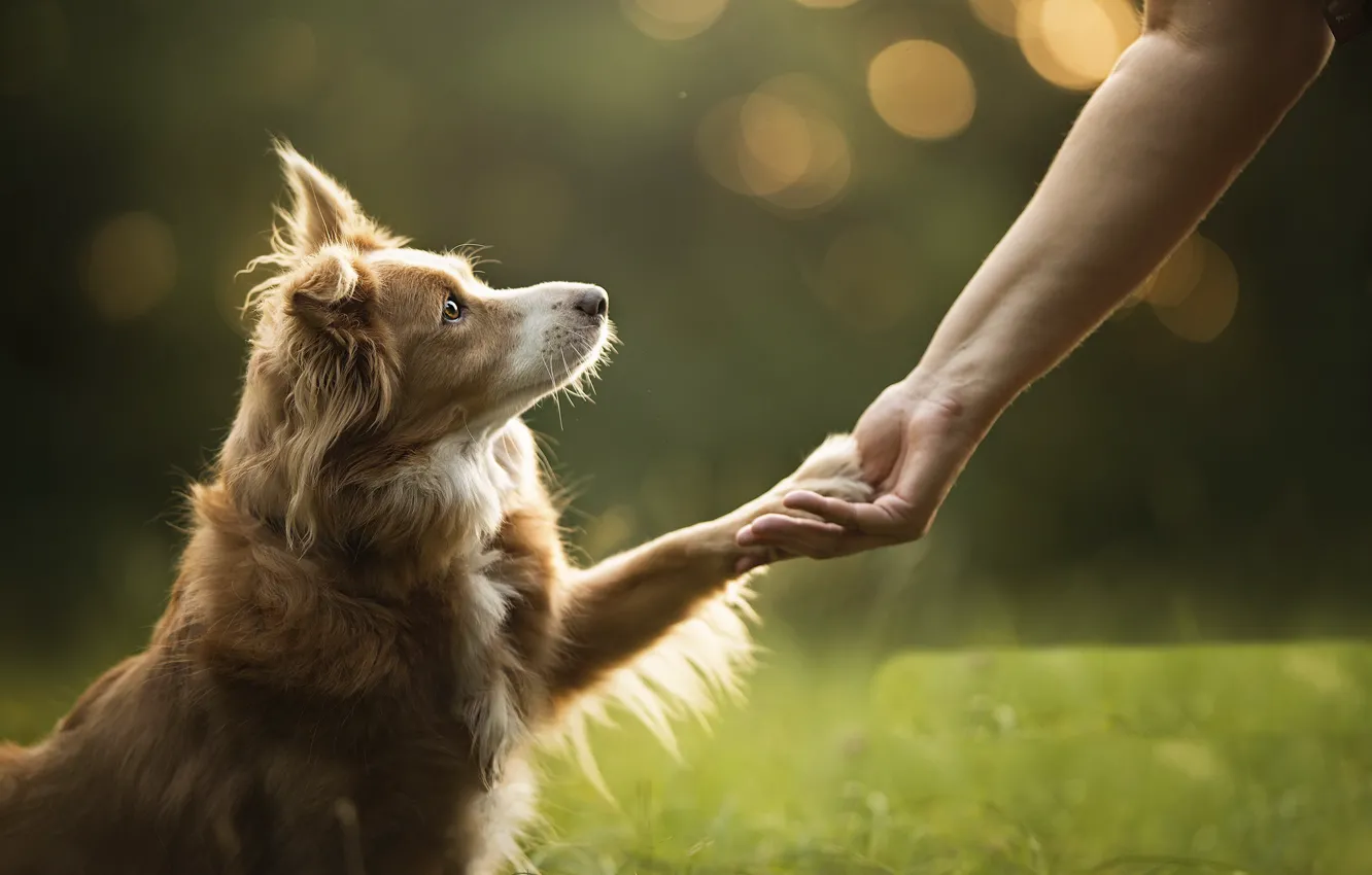 Photo wallpaper each, people, dog