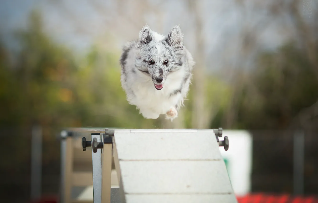 Photo wallpaper jump, dog, barrier