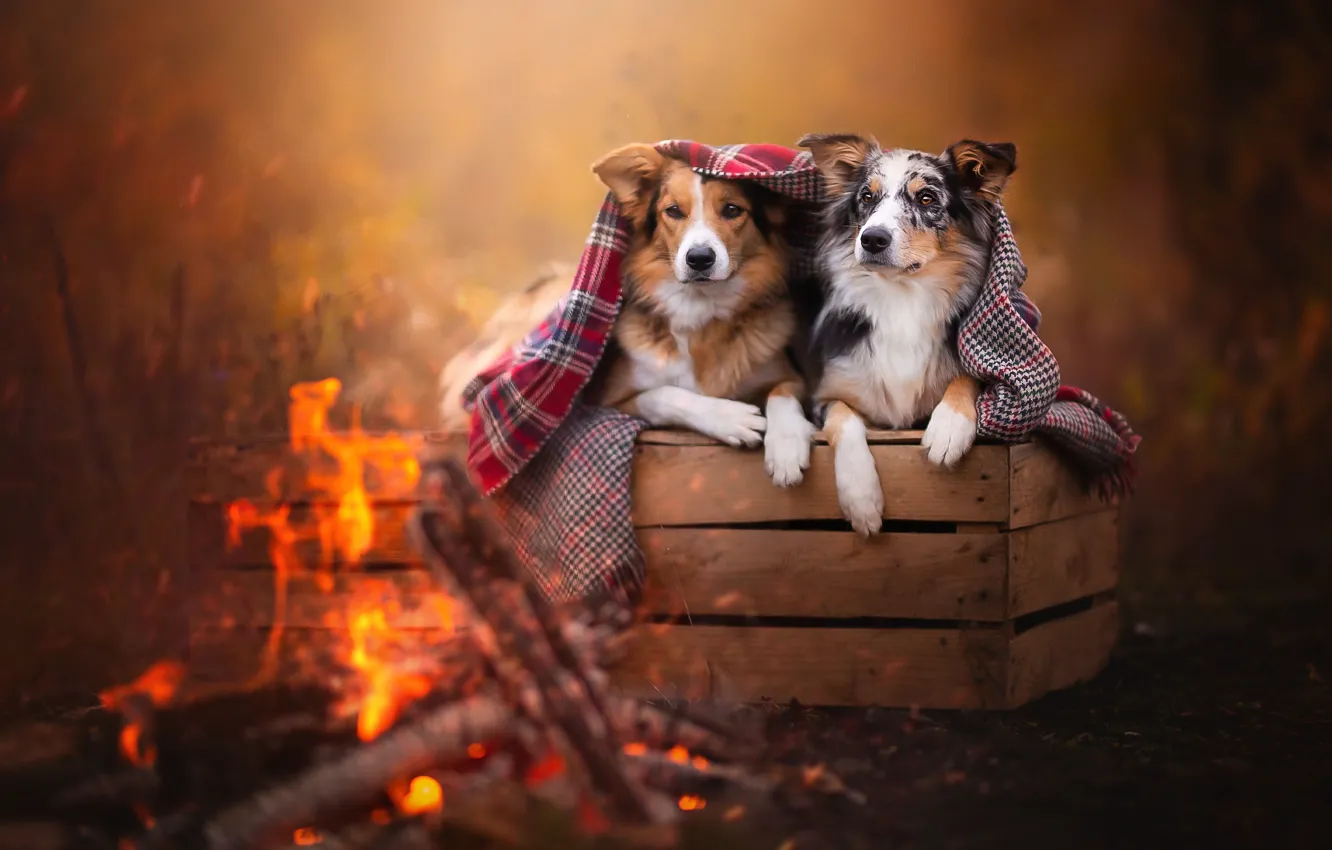 Photo wallpaper autumn, dogs, look, nature, pose, comfort, heat, background