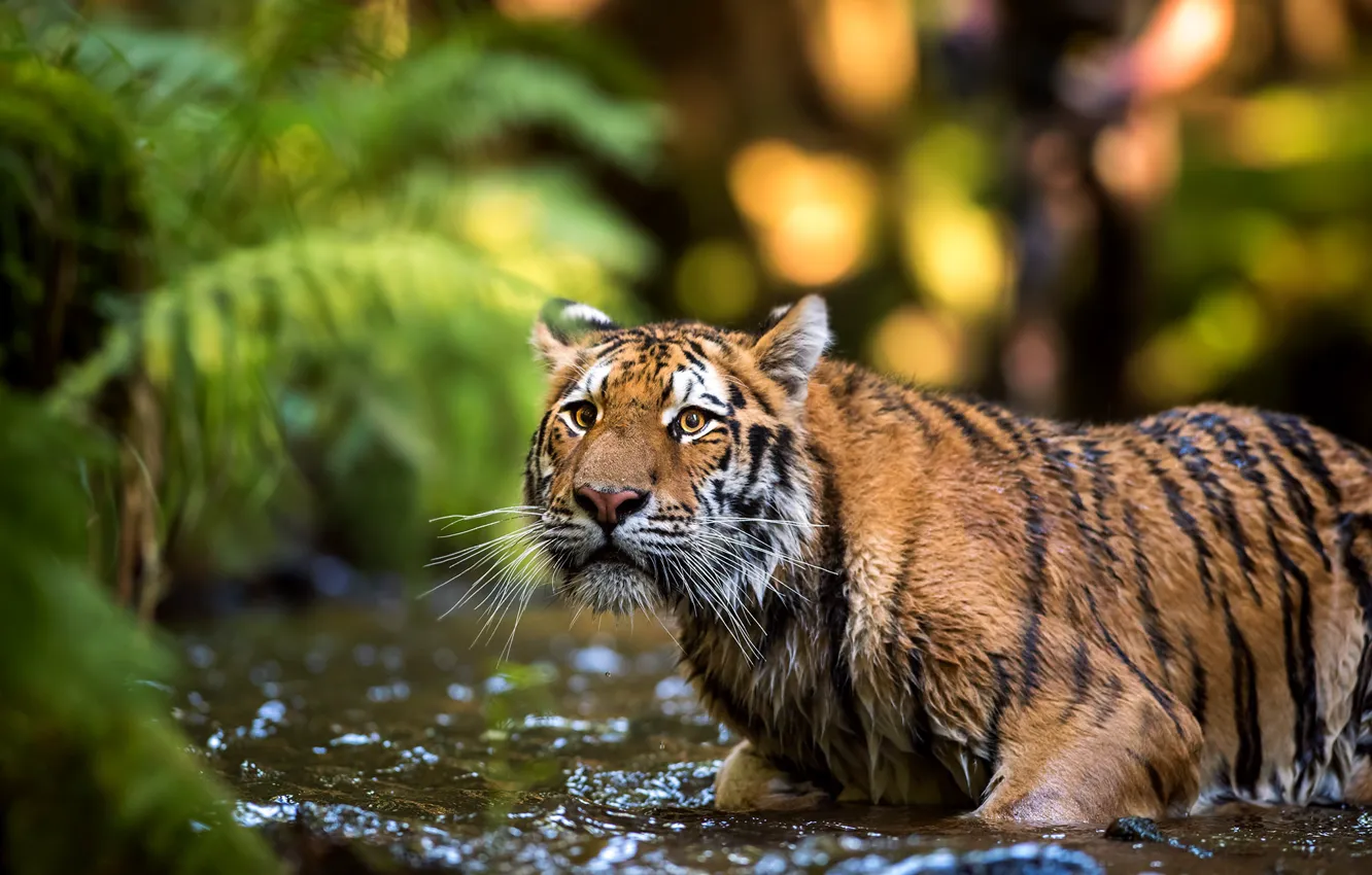 Photo wallpaper look, face, leaves, water, nature, tiger, pose, background
