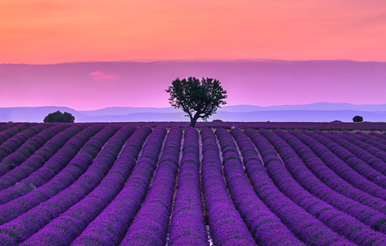 Photo wallpaper field, flowers, lavender
