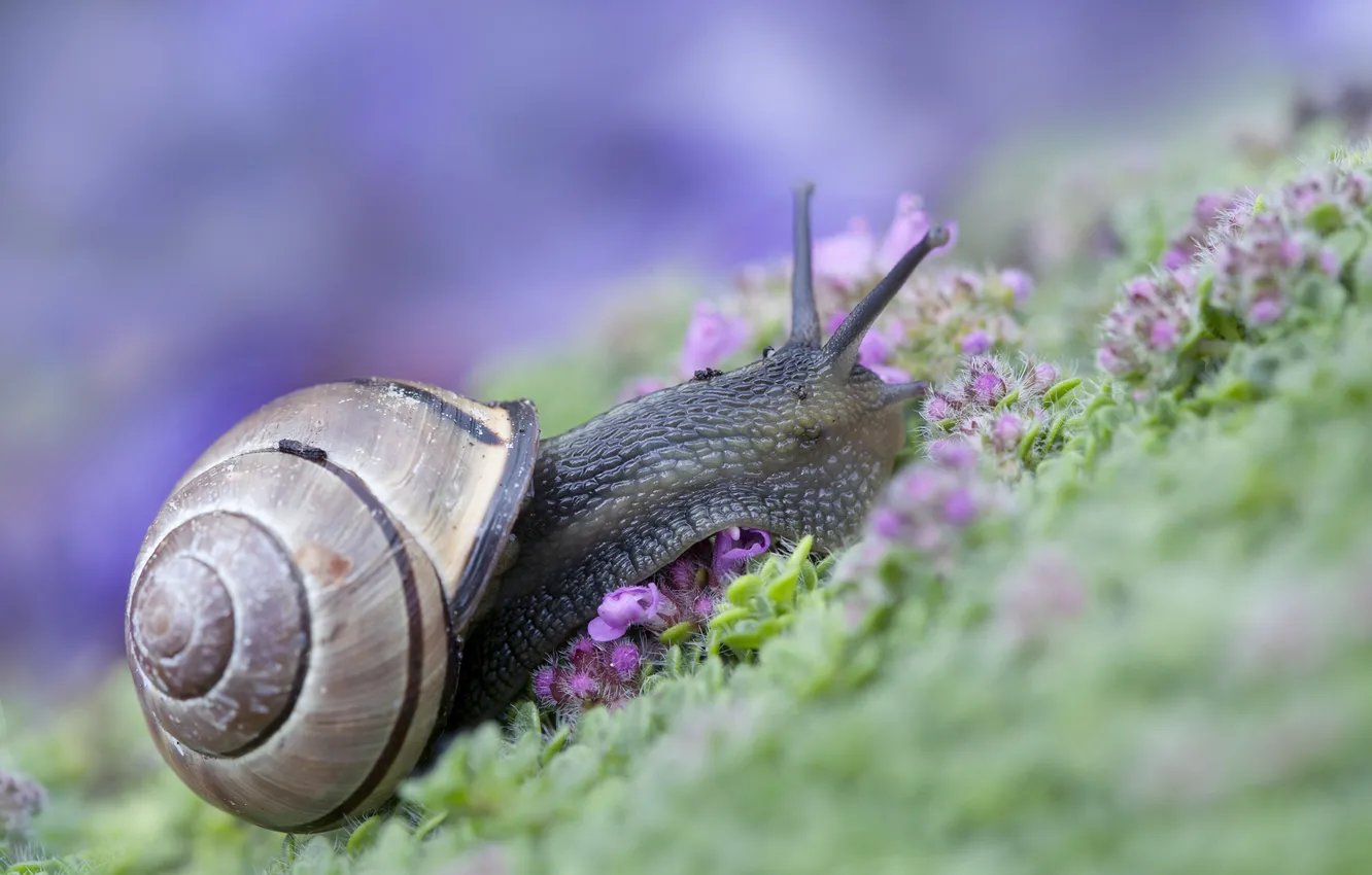 Photo wallpaper grass, snail, sink