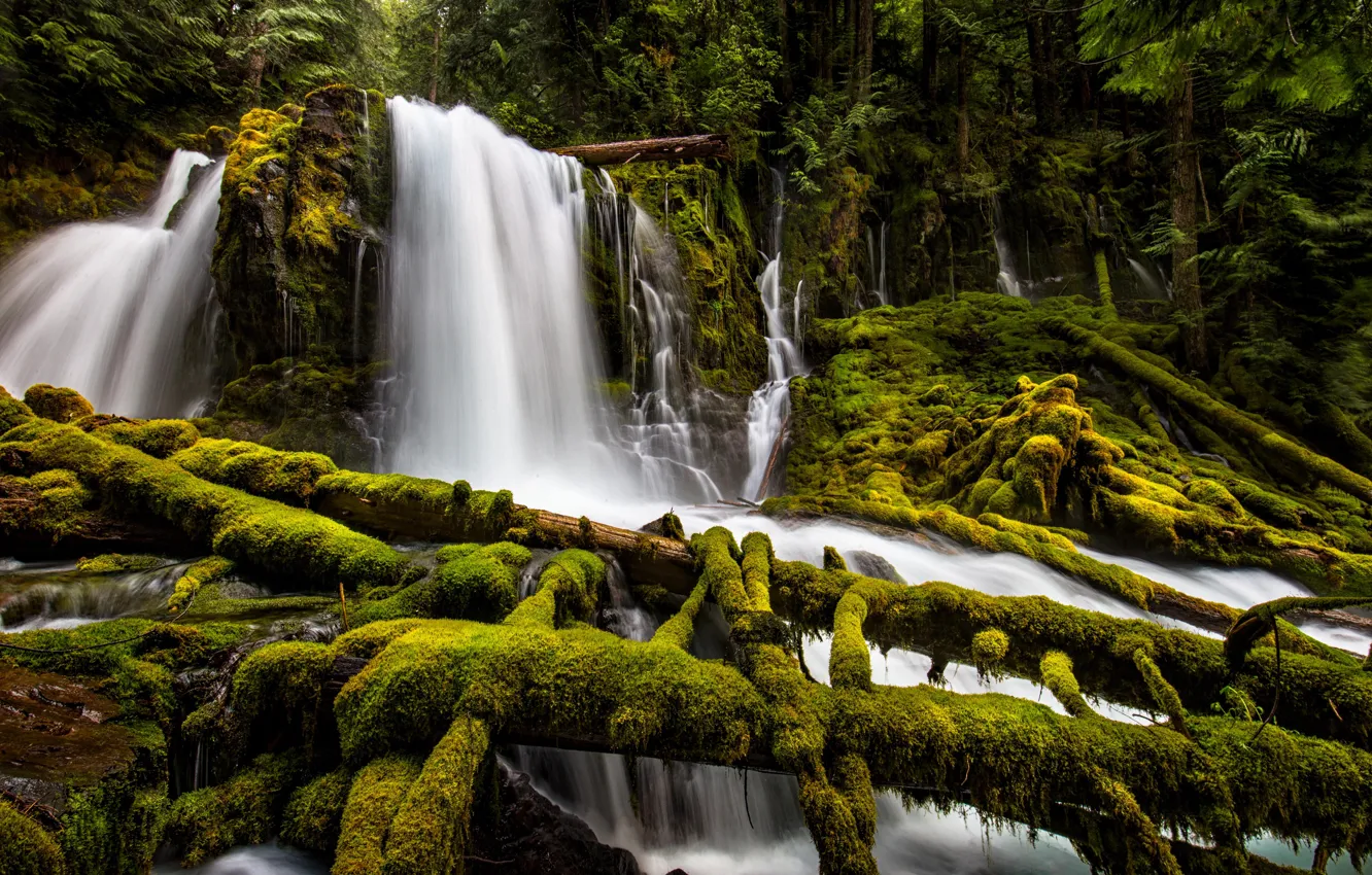 Photo wallpaper forest, waterfall, moss, Oregon, cascade, Oregon, logs, Upper Downing Creek Falls