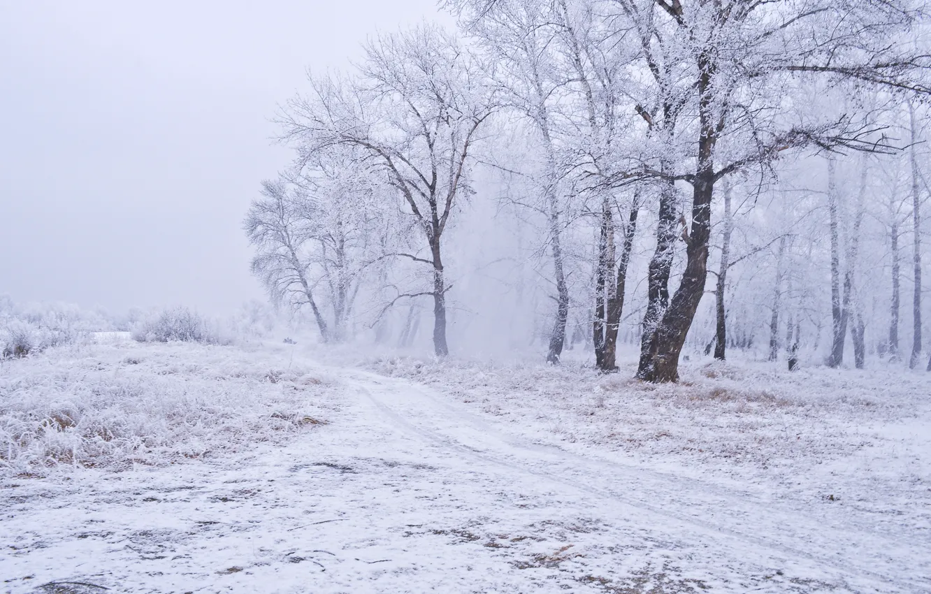 Photo wallpaper winter, snow, trees, frost, Blizzard, Blizzard, path, trees