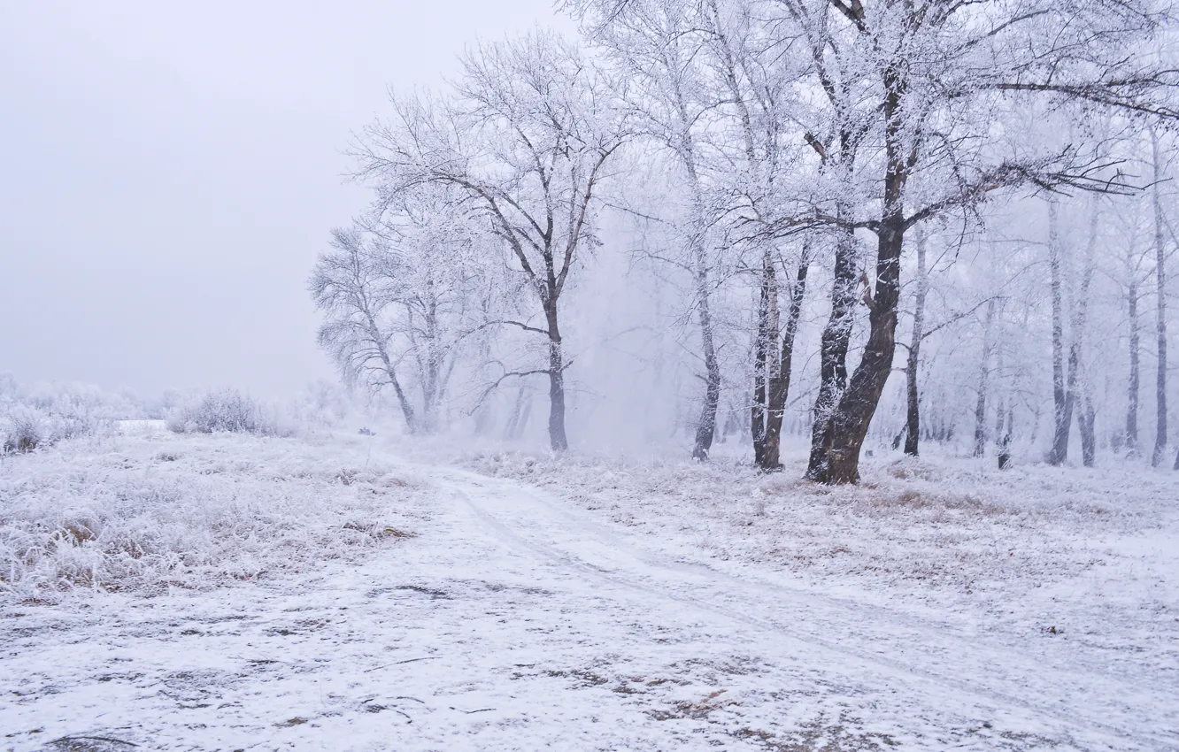 Photo wallpaper Winter, Path, Trees, Snow, Frost, Blizzard, Winter, Frost