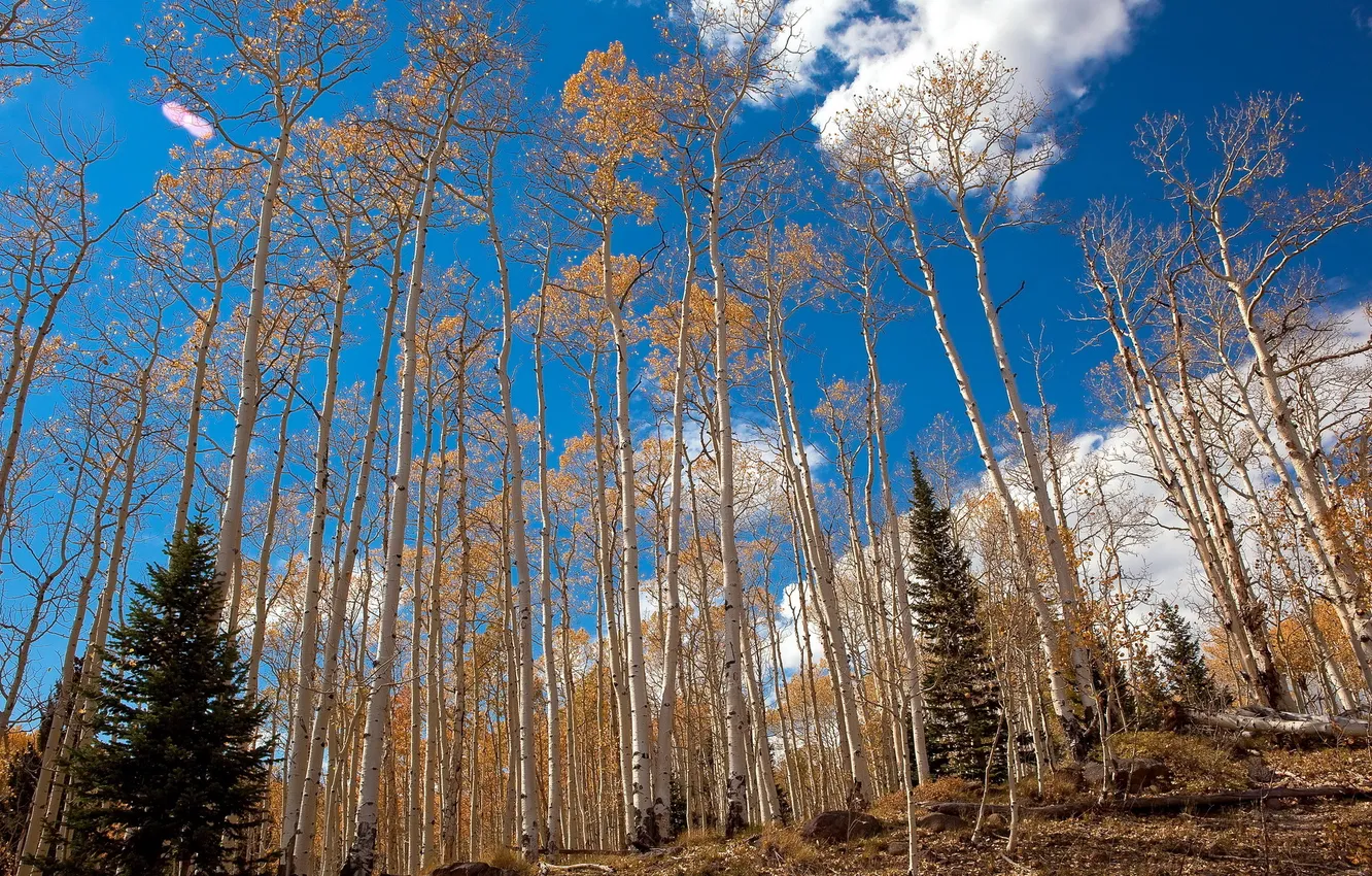 Photo wallpaper autumn, the sky, spruce