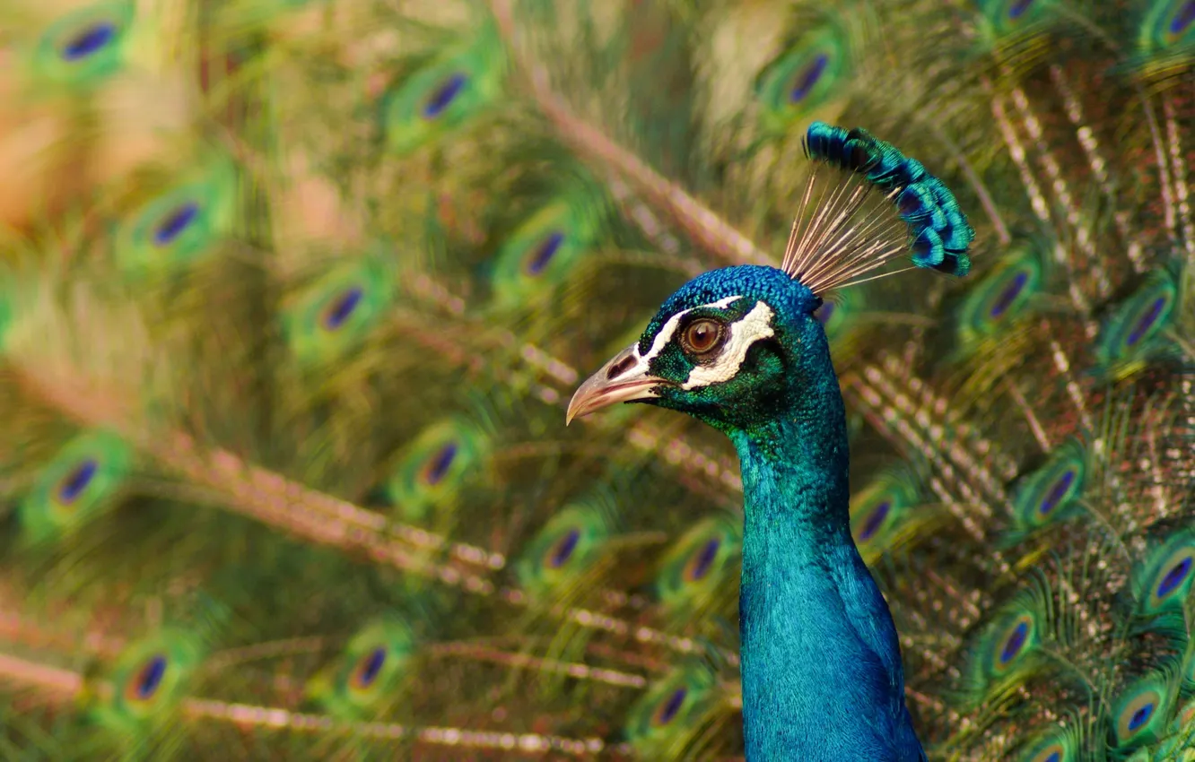 Photo wallpaper peacock, color, brightness, feathers