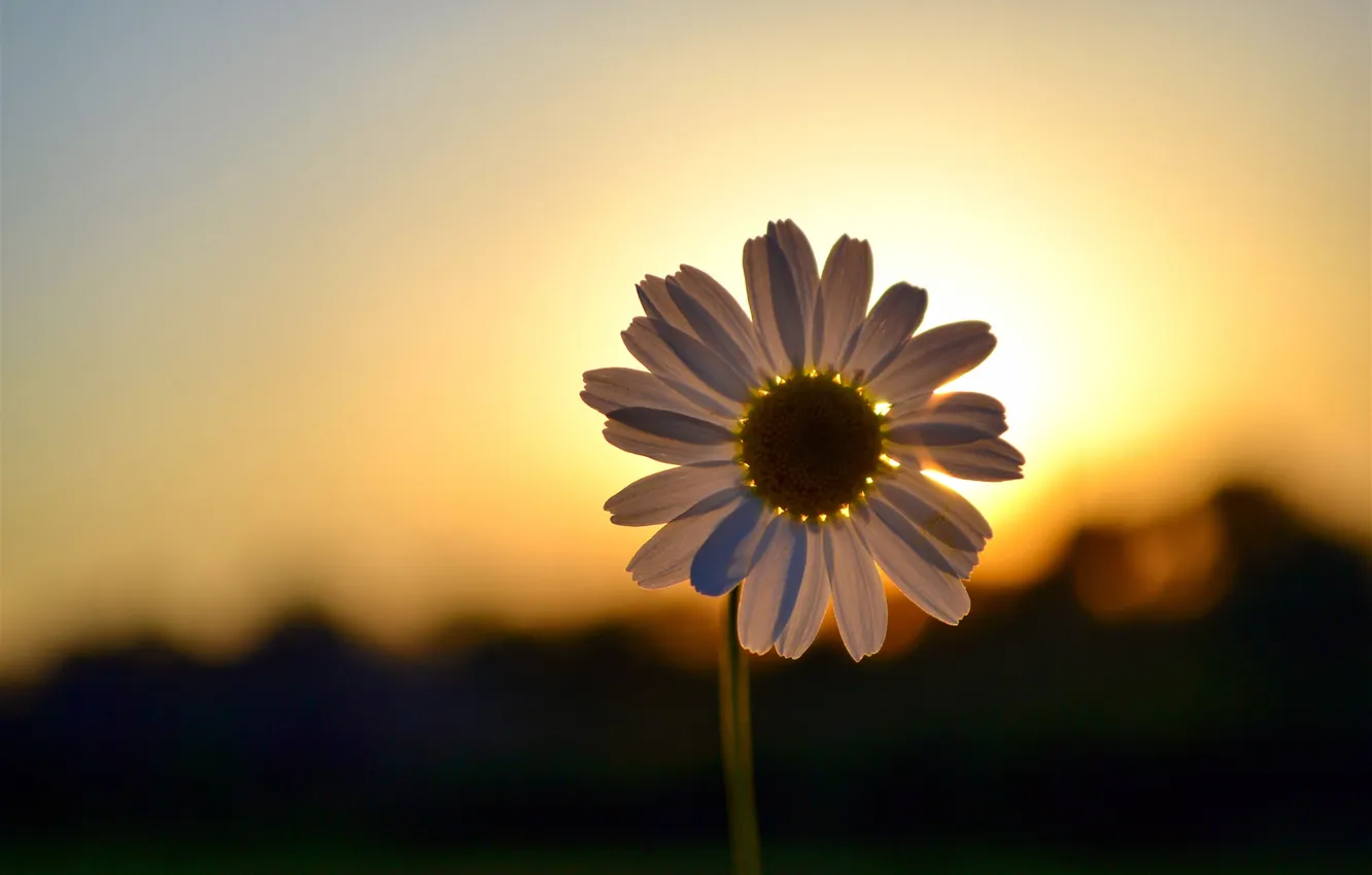 Photo wallpaper macro, sunset, dawn, chamomile, shadow, petals, silhouette, halo