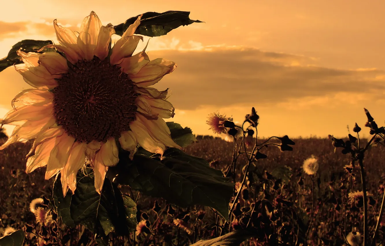 Photo wallpaper sunset, fields, sunrise, sunflower