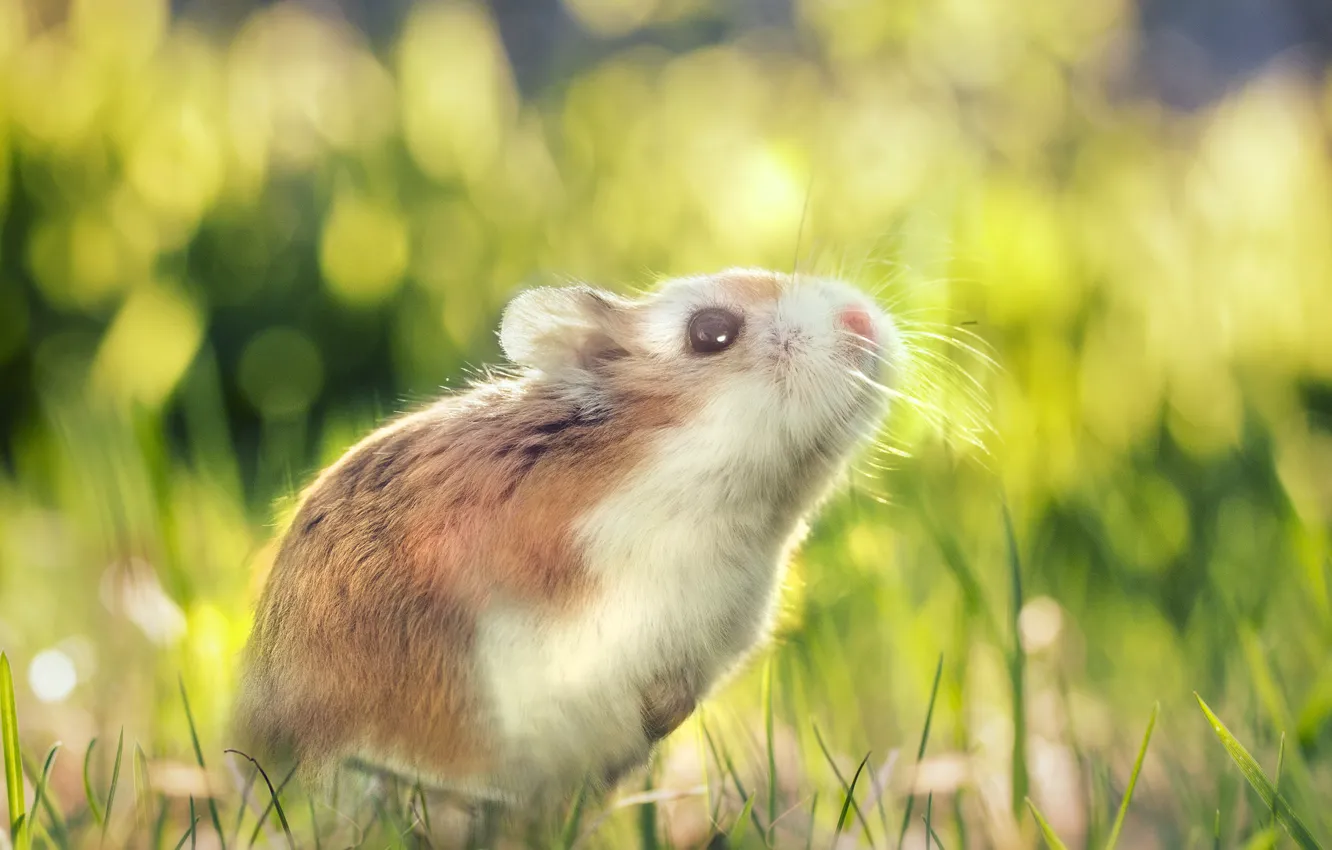 Photo wallpaper grass, hamster, bokeh, by Thunderi