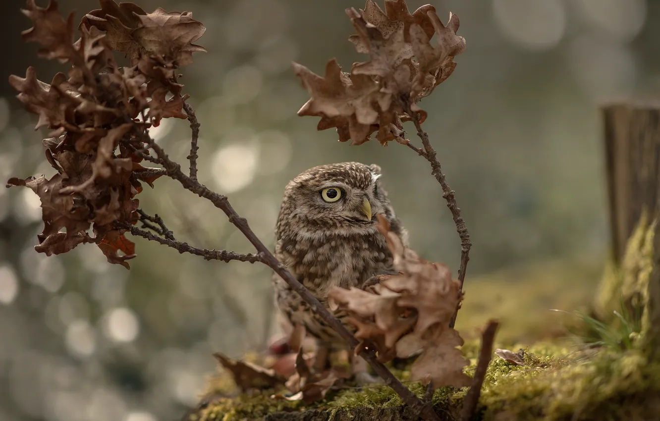 Photo wallpaper branches, owl, bird, owlet, The little owl