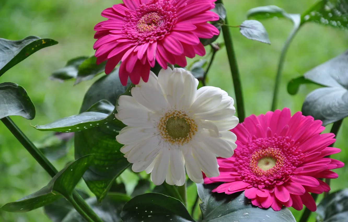 Photo wallpaper leaves, macro, gerbera