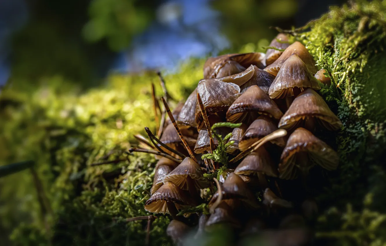 Photo wallpaper light, nature, mushrooms, moss, bokeh, toadstool, family