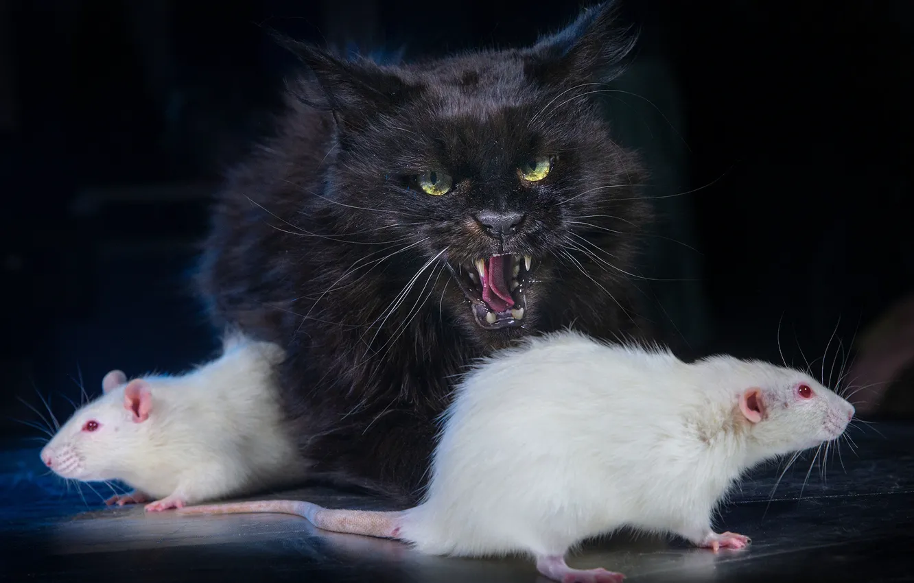 Photo wallpaper cat, the dark background, black cat, rat, white rats, Igor Perfilyev