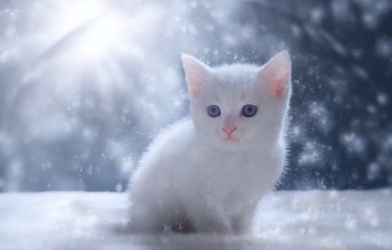 Photo wallpaper winter, cat, white, rays, light, snow, baby, kitty