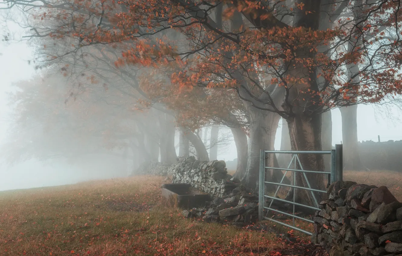Photo wallpaper forest, trees, fog, Park