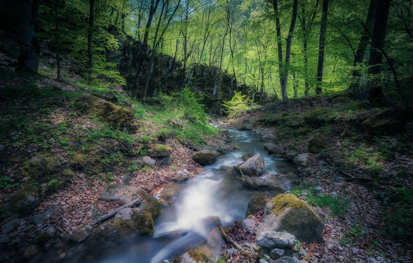 Photo wallpaper forest, stones, river, Armenia