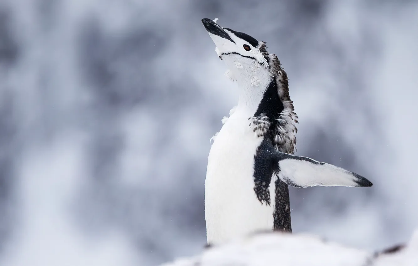 Photo wallpaper winter, look, snow, pose, bird, penguins, penguin, stand