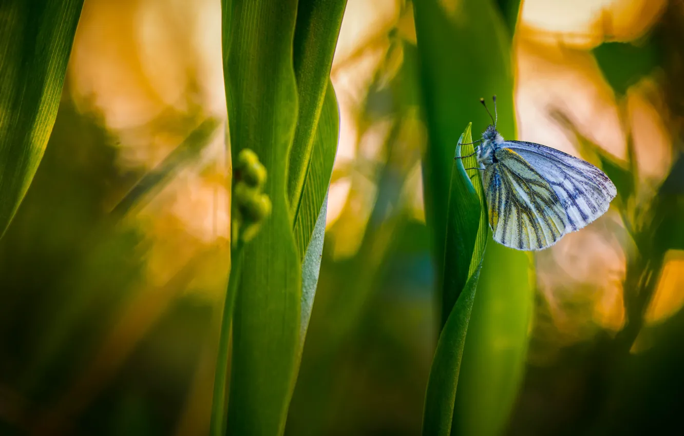 Photo wallpaper grass, macro, nature, butterfly