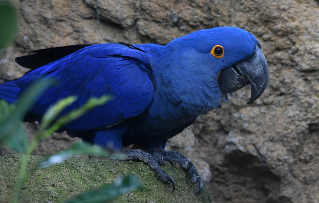 Photo wallpaper blue, bird, parrot, Ara