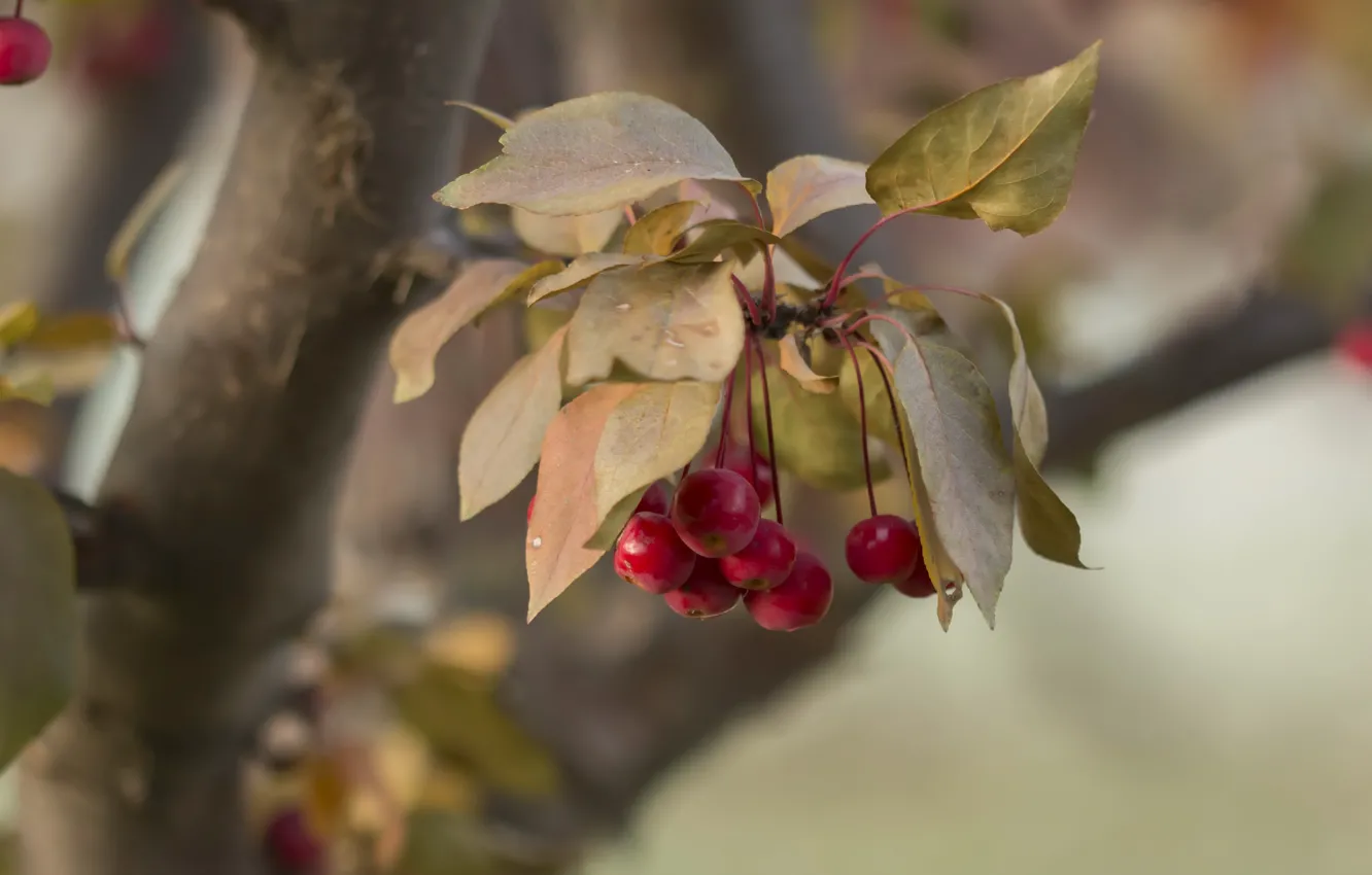 Photo wallpaper branches, nature, Paradise apples