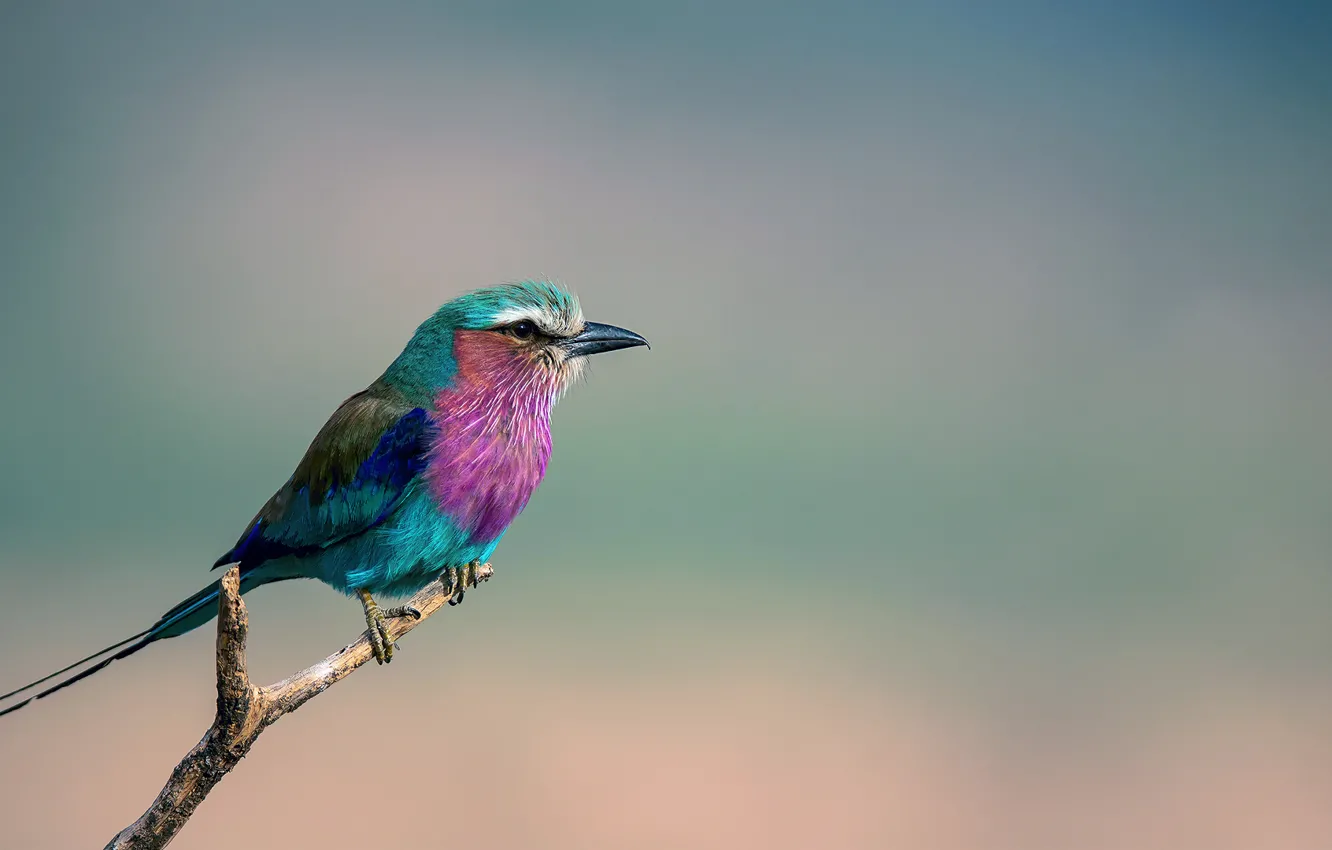 Photo wallpaper bird, branch, Coracias caudata, Sirenevaya roller, Lilac-breasted Roller