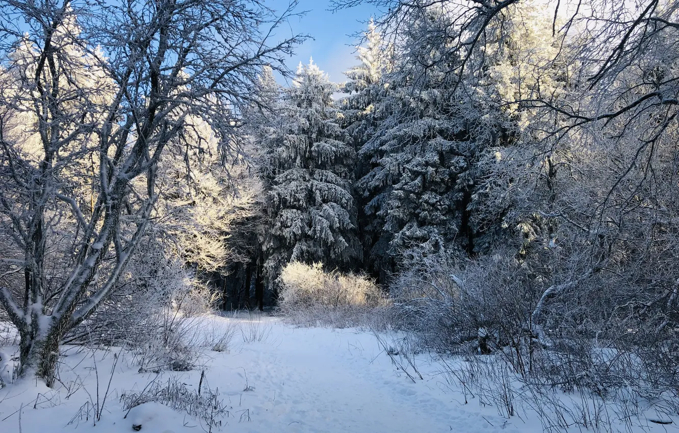 Photo wallpaper winter, forest, the sky, snow, trees, landscape, branches, beauty