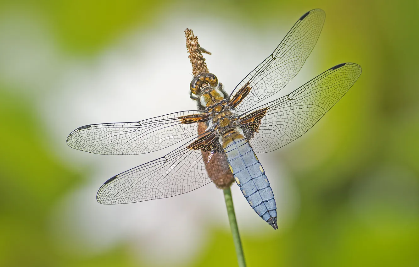 Photo wallpaper macro, wings, dragonfly, insect