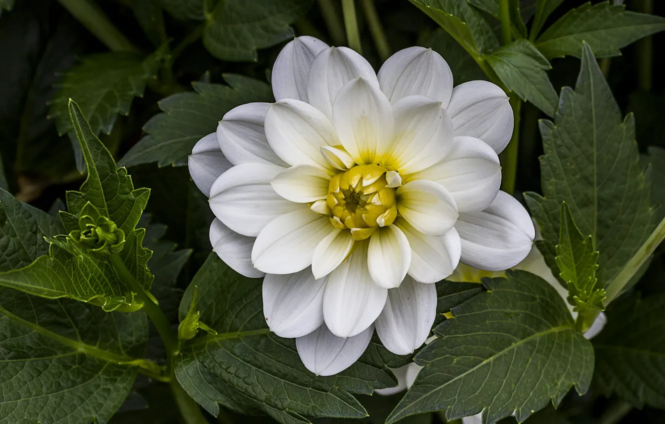 Photo wallpaper white, leaves, flowers, dahlias
