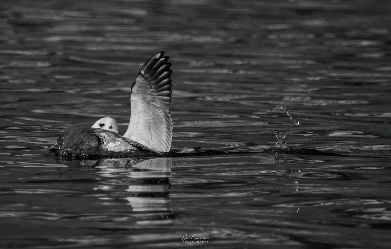 Photo wallpaper water, bird, India, Varanasi