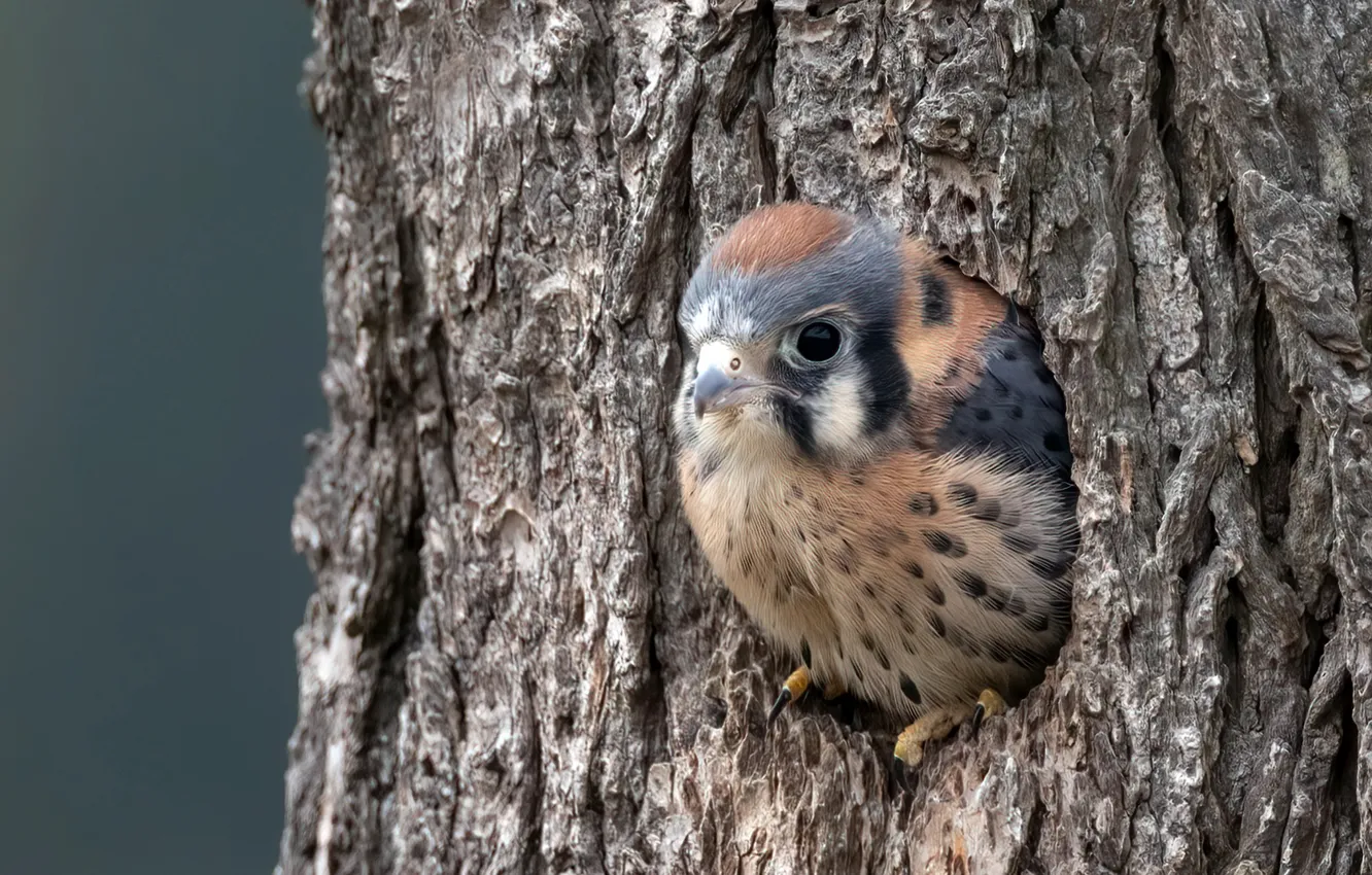 Photo wallpaper nature, bird, Sparrow Kestrel