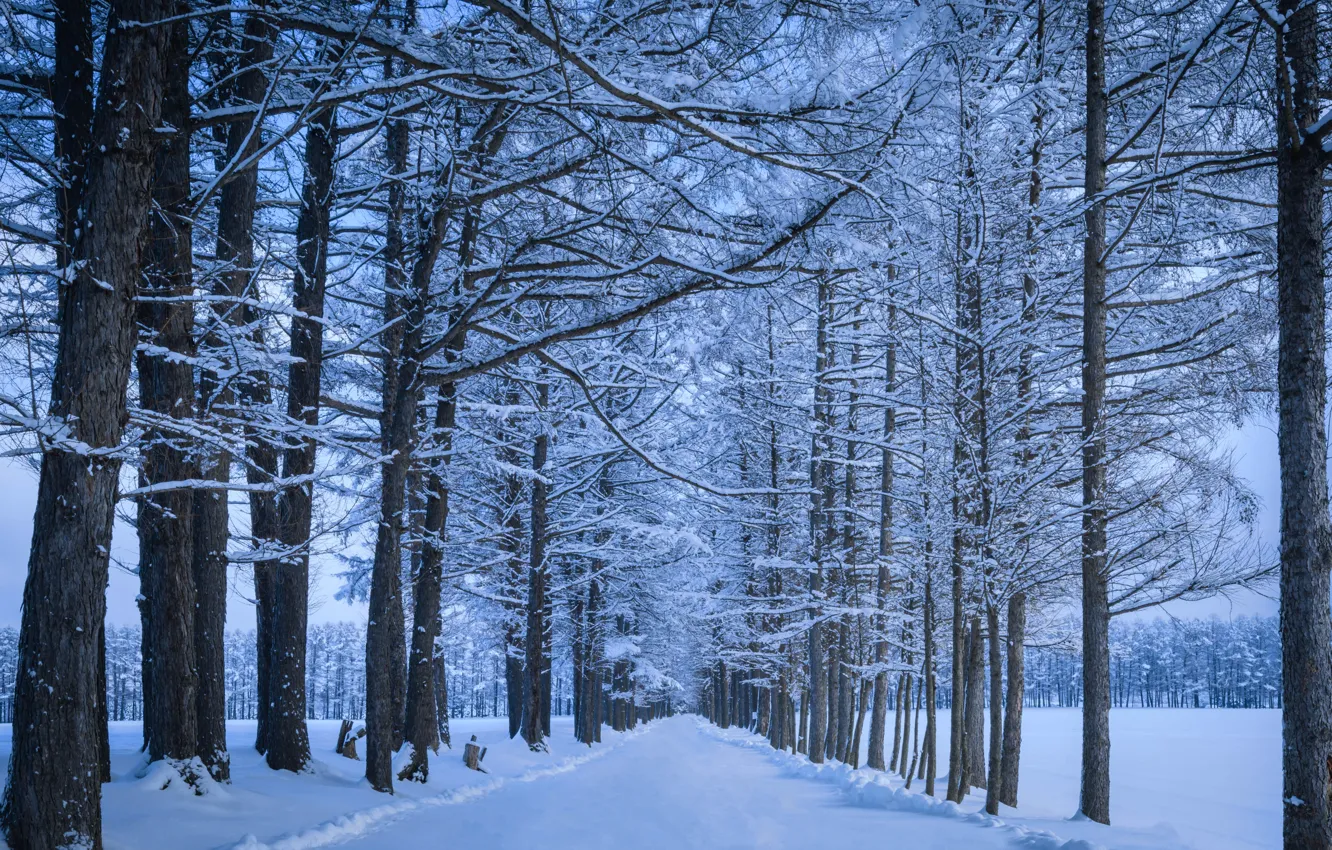 Photo wallpaper Park, snow, winter, frost, road, frost, trees, alley