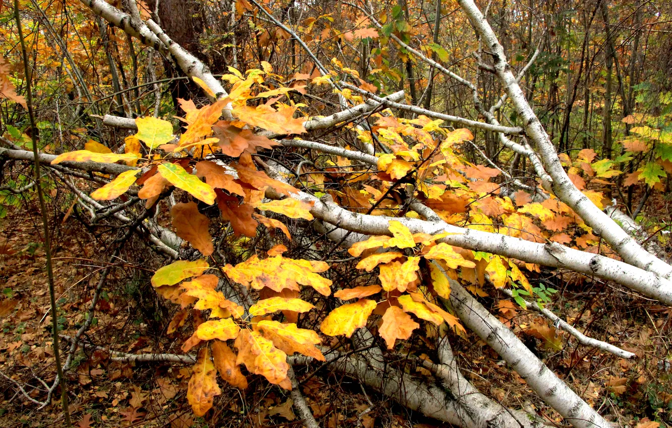 Photo wallpaper autumn, leafs, fall, twig