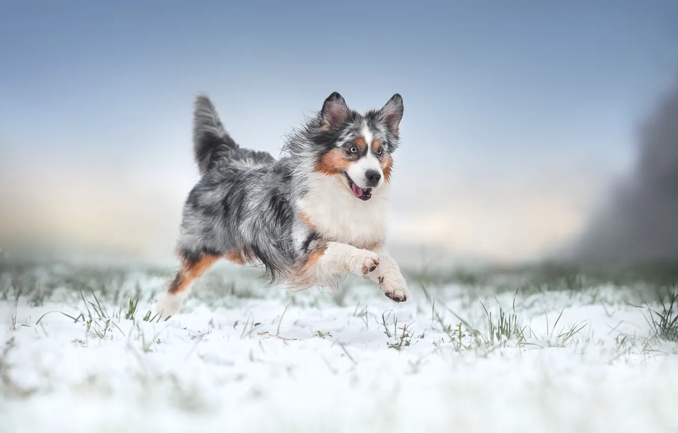 Photo wallpaper winter, snow, joy, mood, dog, walk, Australian shepherd, Aussie